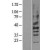 Western Blot: P2Y2 Lysate [NBL1-14044] - Western Blot experiments. 
Left-Control; Right -Over-expression Lysate for P2RY2